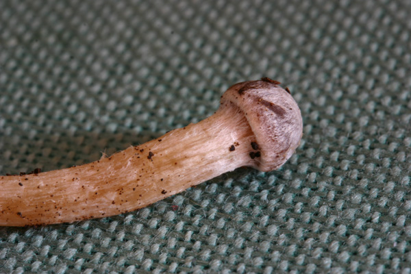 Cortinarius vernus